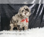 Small #3 Poodle (Toy)-Schnoodle (Miniature) Mix