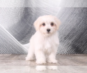 Maltipoo Puppy for sale in WESTPOINT, IN, USA