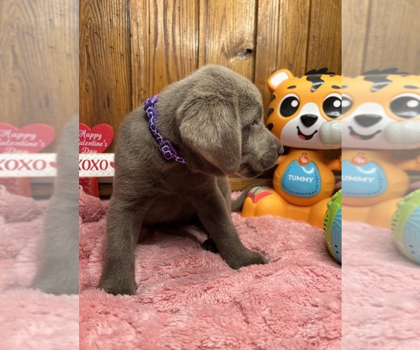 Medium Photo #2 Labrador Retriever Puppy For Sale in NEOLA, WV, USA