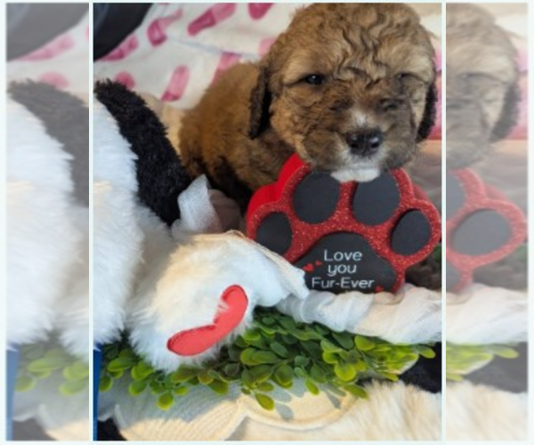 Medium Photo #1 Double Doodle Puppy For Sale in FAIRFIELD, CA, USA