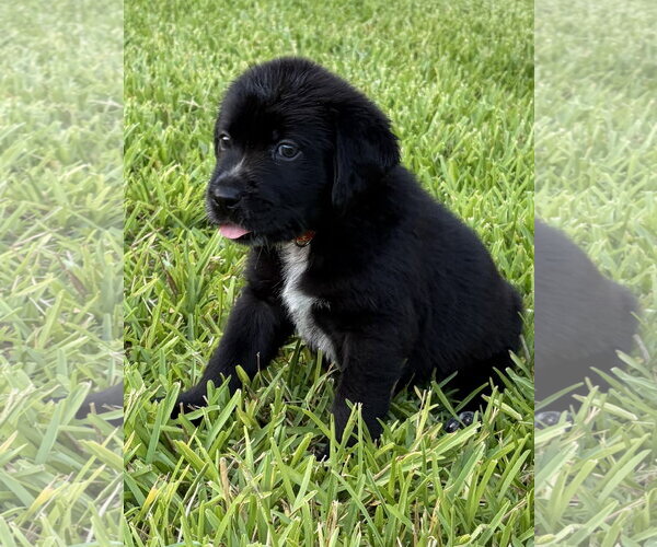 Medium Photo #2 Labrador Retriever-Unknown Mix Puppy For Sale in The Woodlands, TX, USA