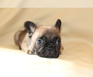 French Bulldog Puppy for sale in SADDLE RIVER, NJ, USA