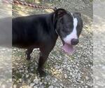 Small #8 American Pit Bull Terrier-Labrador Retriever Mix