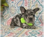 Small Photo #2 French Bulldog Puppy For Sale in RISING SUN, MD, USA