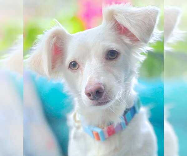 Medium Photo #3 Dachshund-Unknown Mix Puppy For Sale in Chino Hills, CA, USA