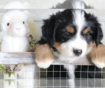 Small #5 Australian Shepherd