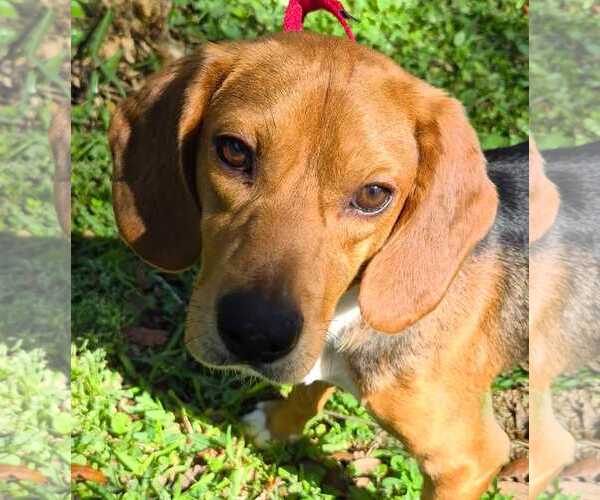 Medium Photo #12 Beagle Puppy For Sale in Dunnellon, FL, USA
