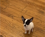 Puppy 1 Chihuahua