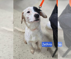 Mutt Dogs for adoption in Albemarle, NC, USA