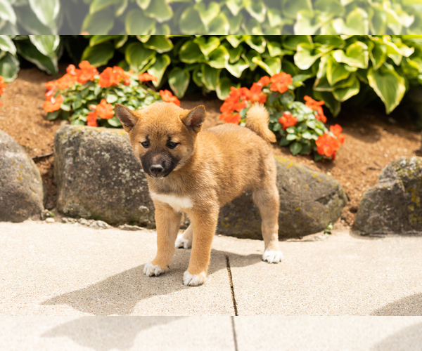 Medium Photo #1 Shiba Inu Puppy For Sale in MILLERSBURG, IN, USA