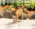Puppy Jin Shiba Inu