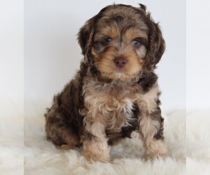 Cavapoo-Poodle (Standard) Mix Puppy for sale in FREDERICKSBURG, OH, USA