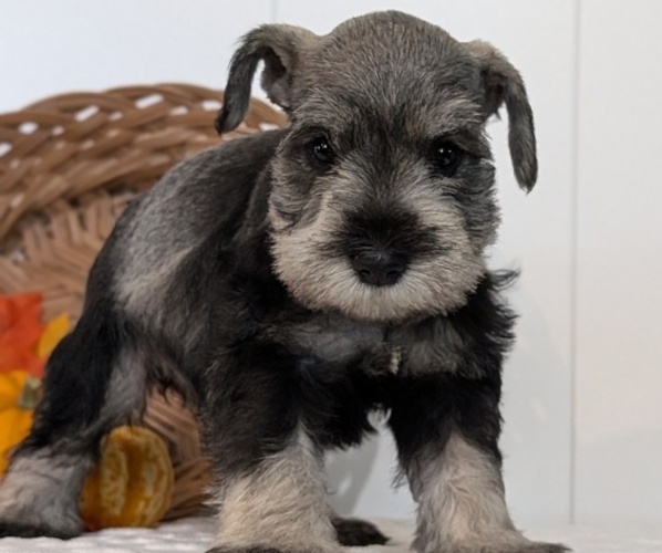 Medium Photo #9 Schnauzer (Miniature) Puppy For Sale in GOSHEN, IN, USA
