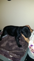 Cane Corso Puppy for sale in GAMBRILLS, MD, USA