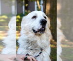 Small #2 Great Pyrenees
