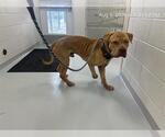 Small Mastiff