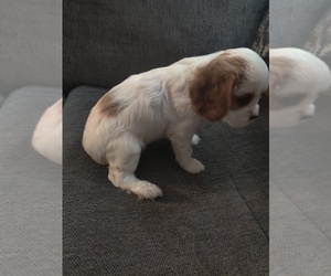 Cavalier King Charles Spaniel Puppy for Sale in LOUISVILLE, Kentucky USA