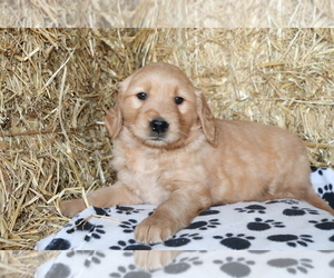 Golden Retriever Puppy for sale in SHILOH, OH, USA
