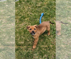 American Pit Bull Terrier-Bernese Mountain Dog Mix Dogs for adoption in Rockaway, NJ, USA