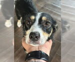 Small #1 Australian Shepherd Mix