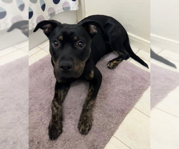 Medium Photo #3 American Pit Bull Terrier-American Staffordshire Terrier Mix Puppy For Sale in San Diego, CA, USA