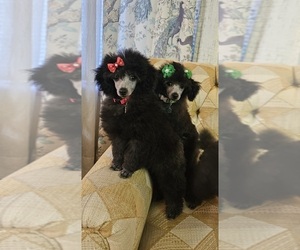 Poodle (Toy) Puppy for sale in COLUMBUS, IN, USA