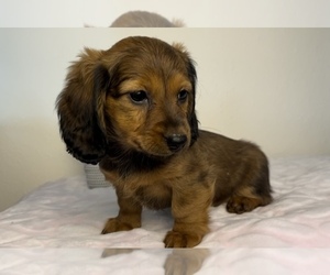 Dachshund Puppy for sale in FRANKLIN, IN, USA