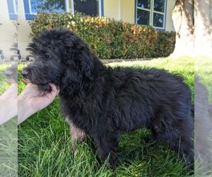 Aussiedoodle Miniature  Puppy for Sale in PLACERVILLE, California USA