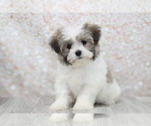 Havanese Puppy for sale in MARIETTA, GA, USA