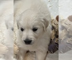 Small #3 English Cream Golden Retriever