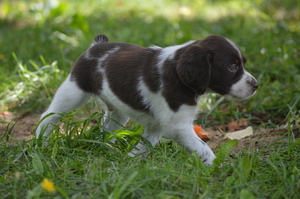 Brittany Puppy for sale in WARNERVILLE, NY, USA