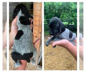 German Shorthaired Pointer Puppy for sale in CINCINNATI, OH, USA