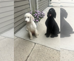 Father of the Saint Berdoodle puppies born on 07/21/2025