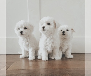 Maltipoo Puppy for sale in LAGUNA NIGUEL, CA, USA
