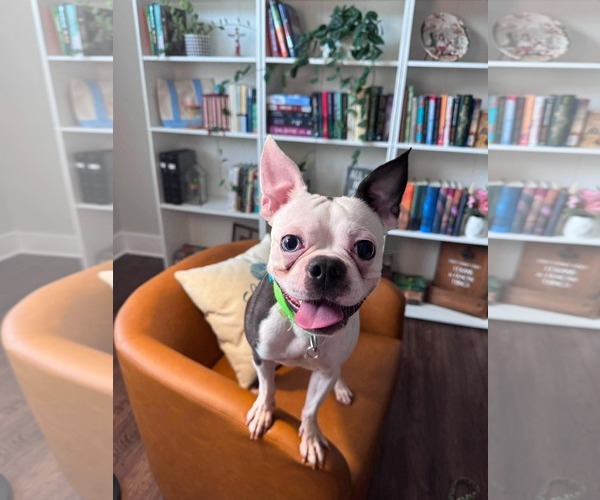 Medium Photo #1 Boston Terrier Puppy For Sale in Valrico, FL, USA