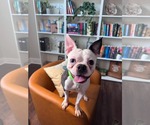 Small Boston Terrier