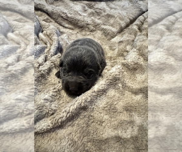 Medium Photo #5 German Shepherd Dog Puppy For Sale in CORNELL, MI, USA