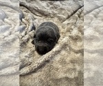 Small #4 German Shepherd Dog