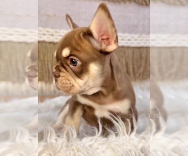 Medium Photo #4 French Bulldog Puppy For Sale in DANBURY, CT, USA