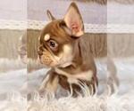 Small #3 French Bulldog