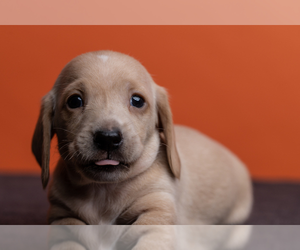 Medium Photo #17 Dachshund Puppy For Sale in CROWLEY, TX, USA