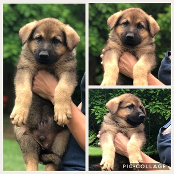 Medium Photo #1 German Shepherd Dog Puppy For Sale in KITTS HILL, OH, USA