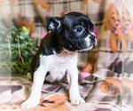 Small Photo #9 Boston Terrier Puppy For Sale in WAKARUSA, IN, USA