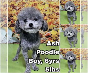 Poodle (Toy) Dogs for adoption in Seattle, WA, USA