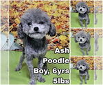Small Poodle (Toy)
