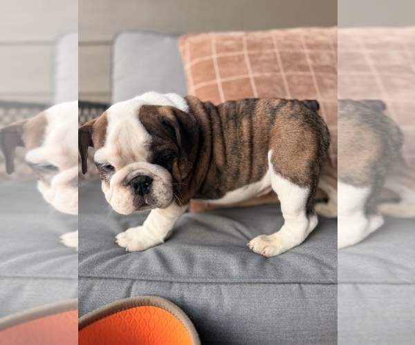 Medium Photo #1 English Bulldog Puppy For Sale in PALMER, KS, USA