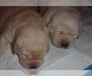 Labrador Retriever Puppy for sale in CALIENTE, CA, USA