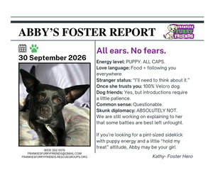 Abby - Female Chihuahua-Unknown Mix Dog for Adoption - Photo #2