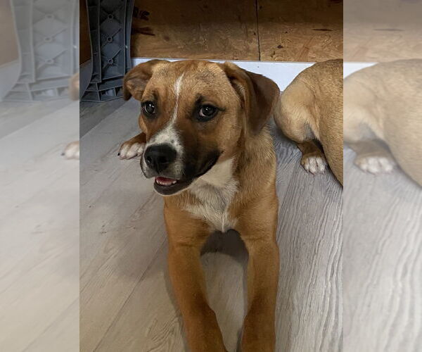 Medium Photo #4 Australian Shepherd-Boxer Mix Puppy For Sale in Bolivar, MO, USA