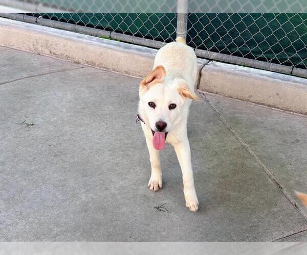 Medium Photo #2 Siberian Husky-Unknown Mix Puppy For Sale in Martinez, CA, USA
